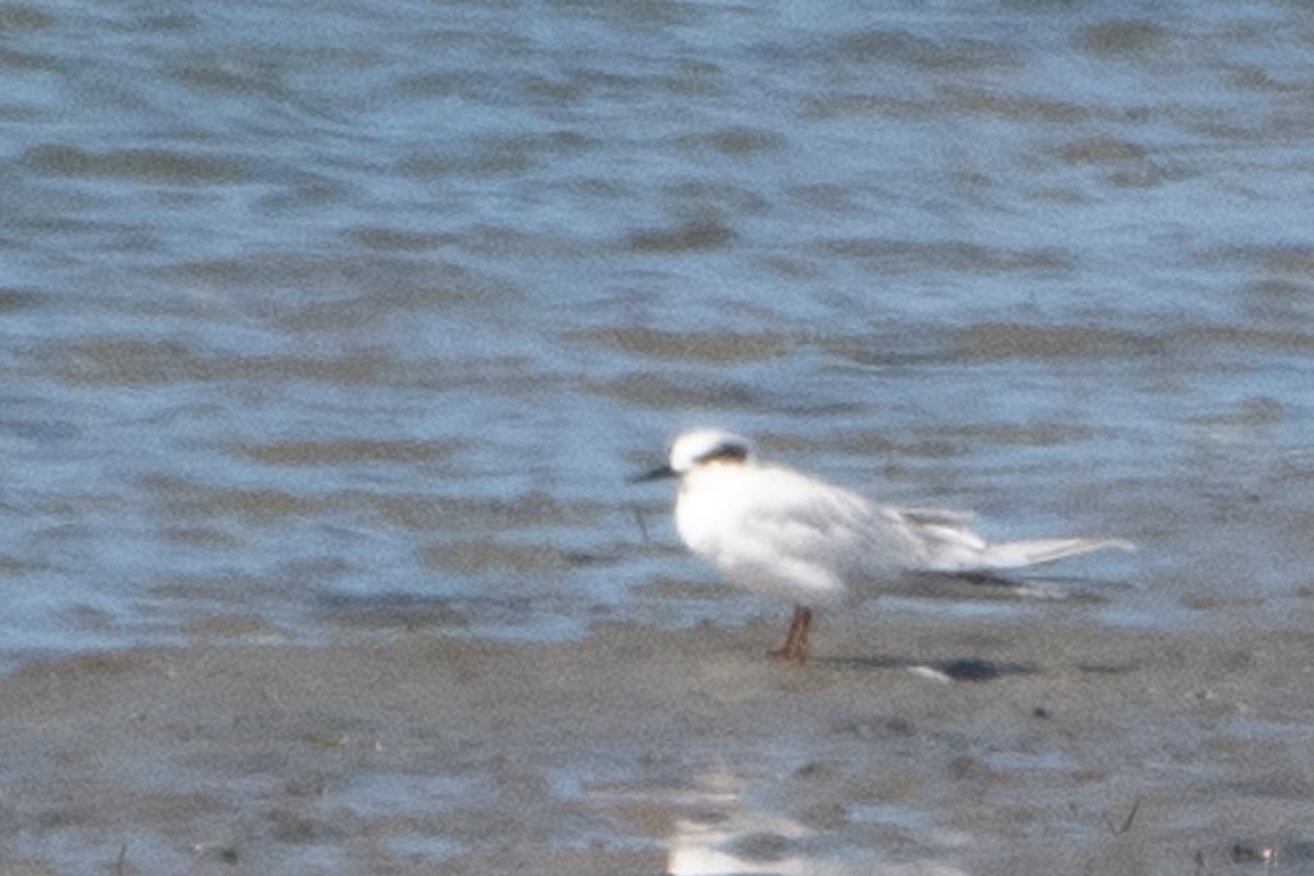 Forster's Tern - ML642937693
