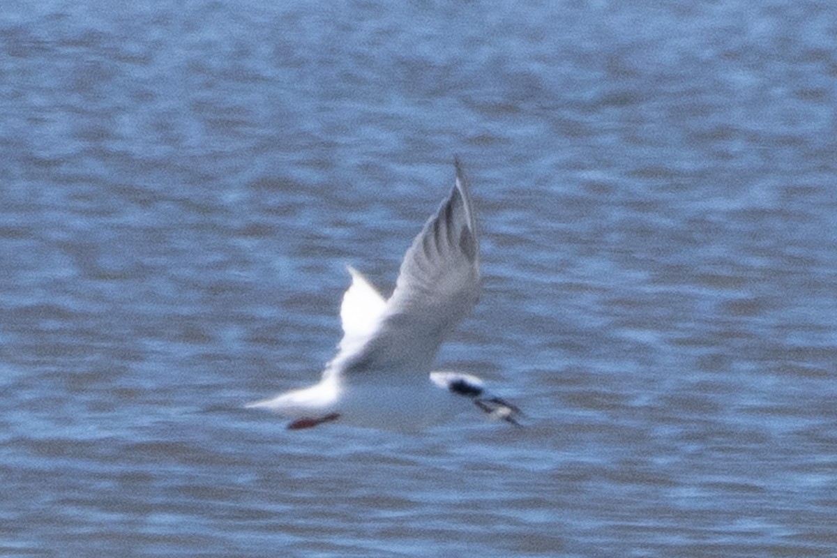 Forster's Tern - ML642937694