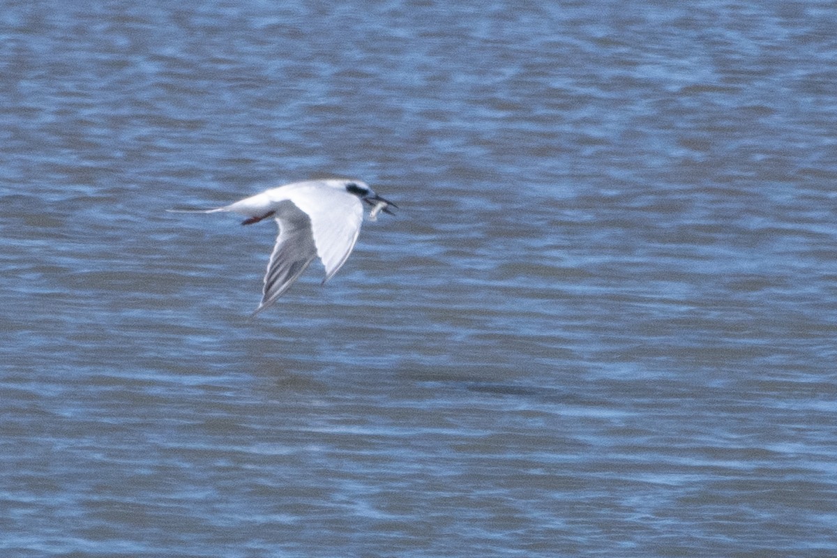 Forster's Tern - ML642937695