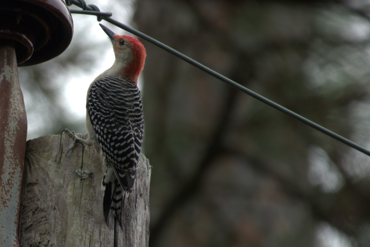 Red-bellied Woodpecker - ML642937697
