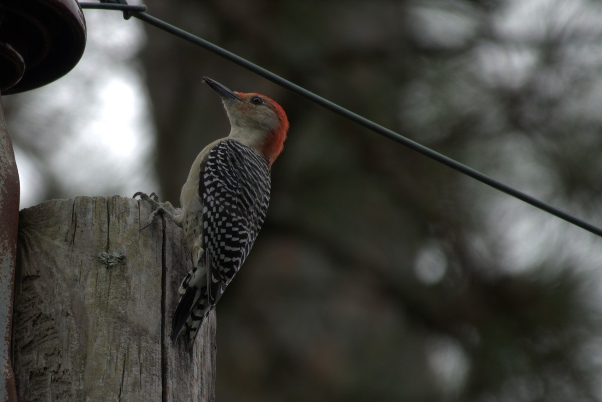 Red-bellied Woodpecker - ML642937698
