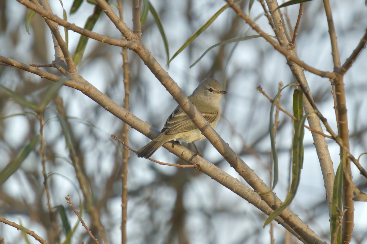 Southern Beardless-Tyrannulet - Mark Wilson