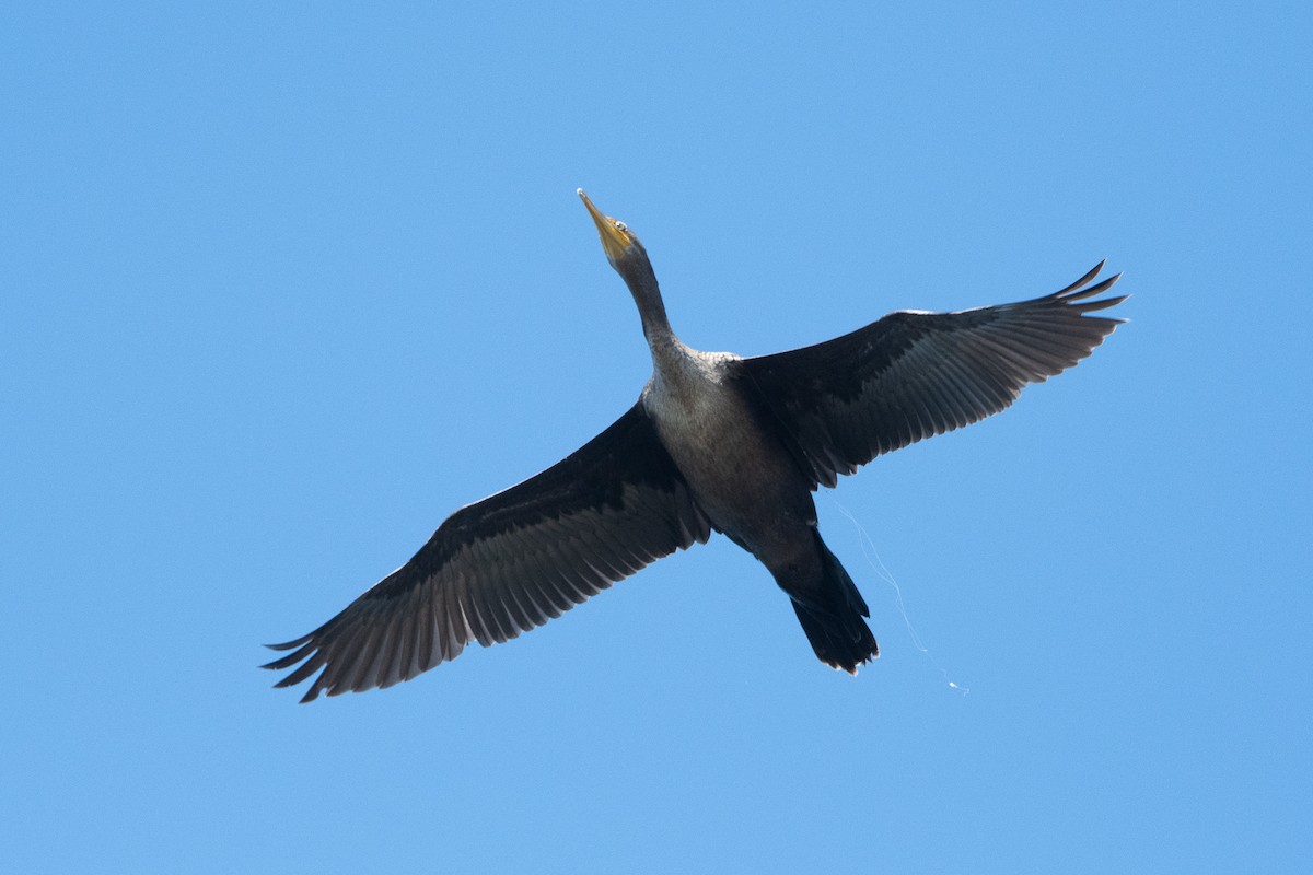 Double-crested Cormorant - ML642937711