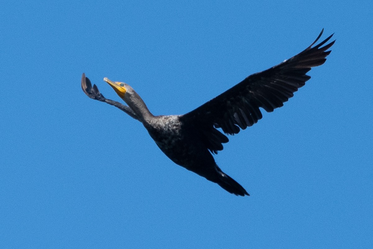 Double-crested Cormorant - ML642937712