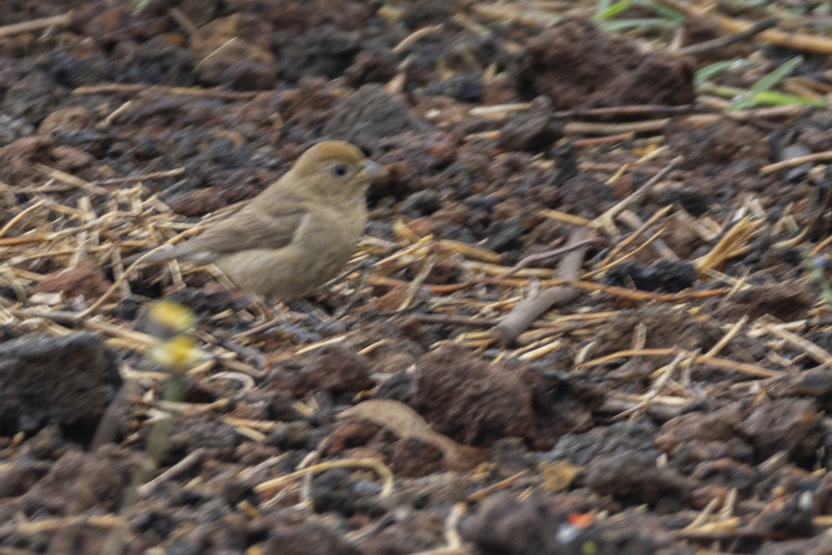 Varied Bunting - ML642937719