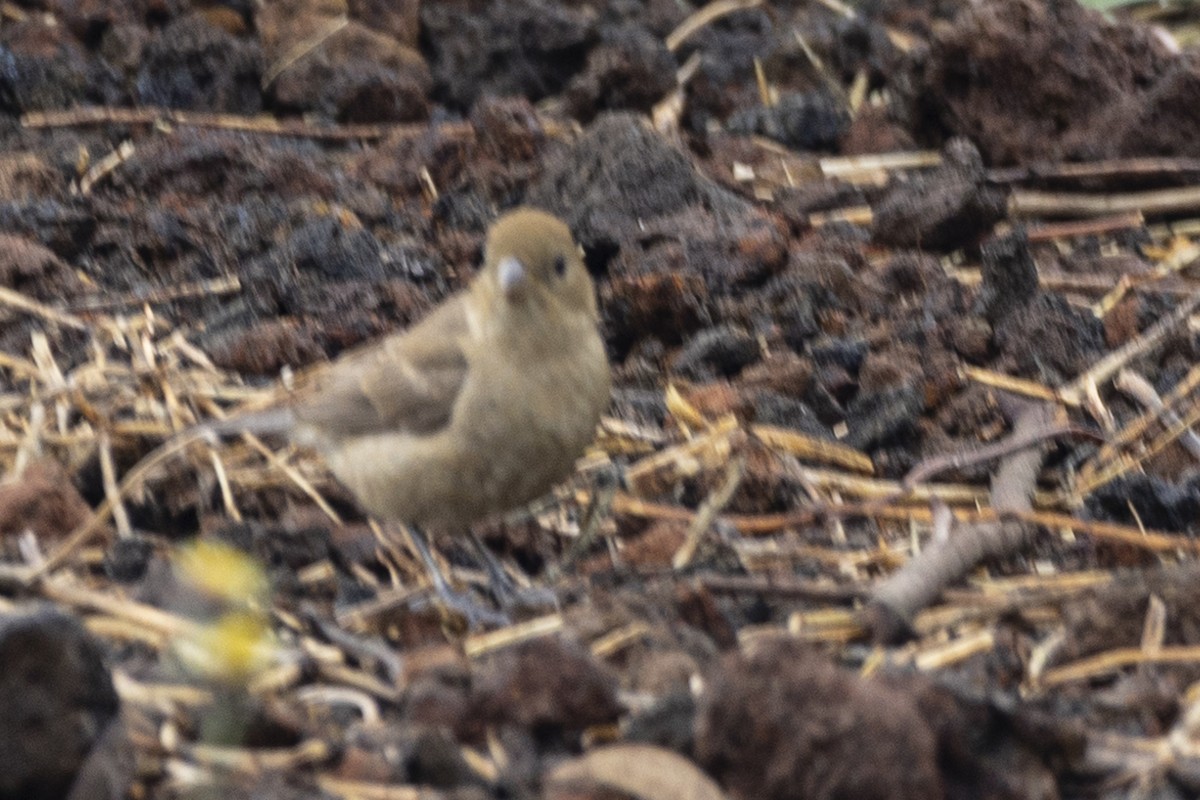 Varied Bunting - ML642937721