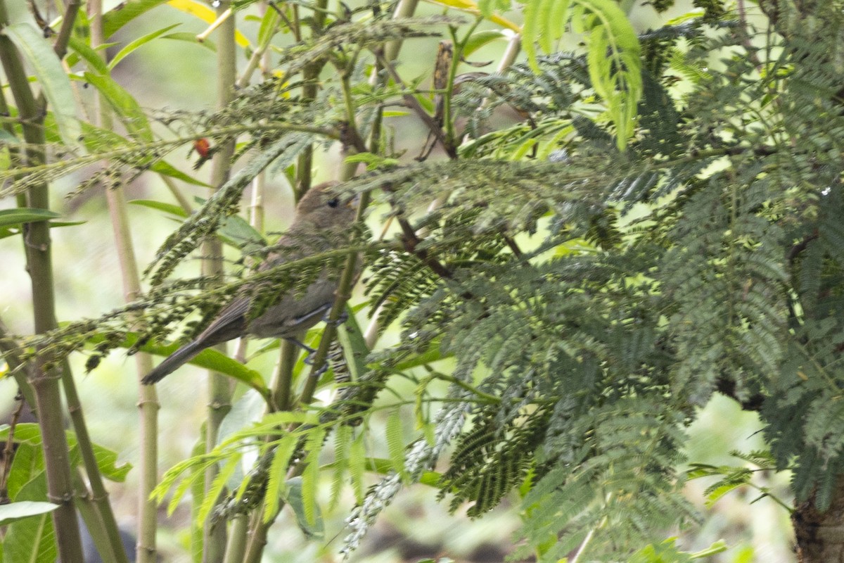 Varied Bunting - ML642937722
