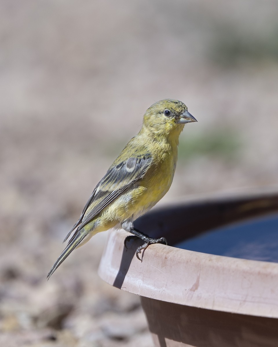Lesser Goldfinch - ML642937738