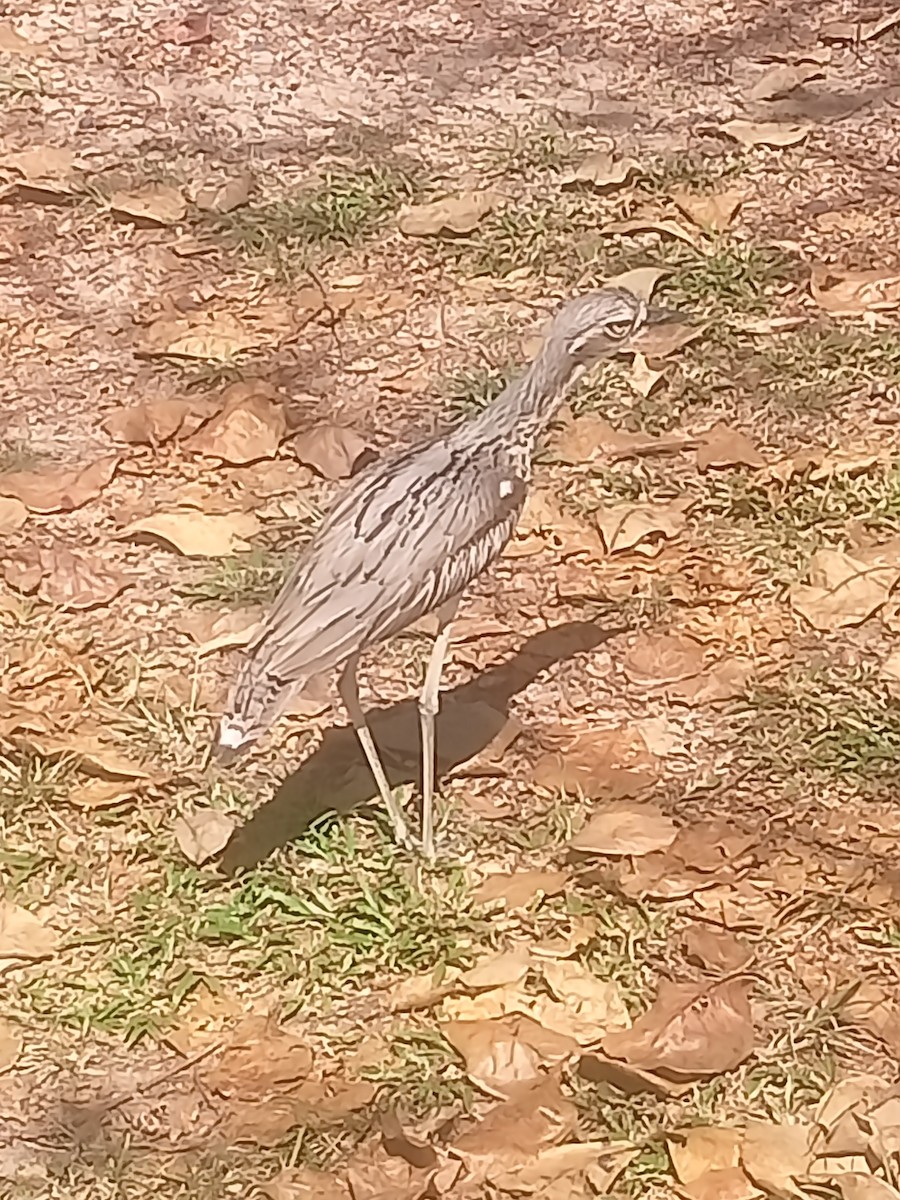 Bush Thick-knee - ML642937739