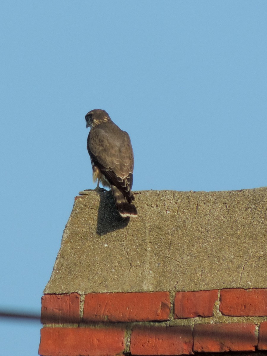 Smeriglio - ML642937746