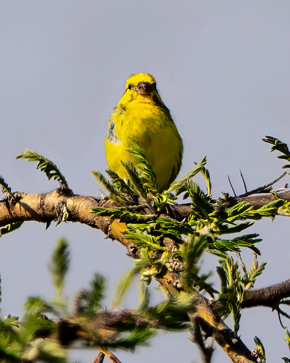 Yellow-fronted Canary - ML642937761