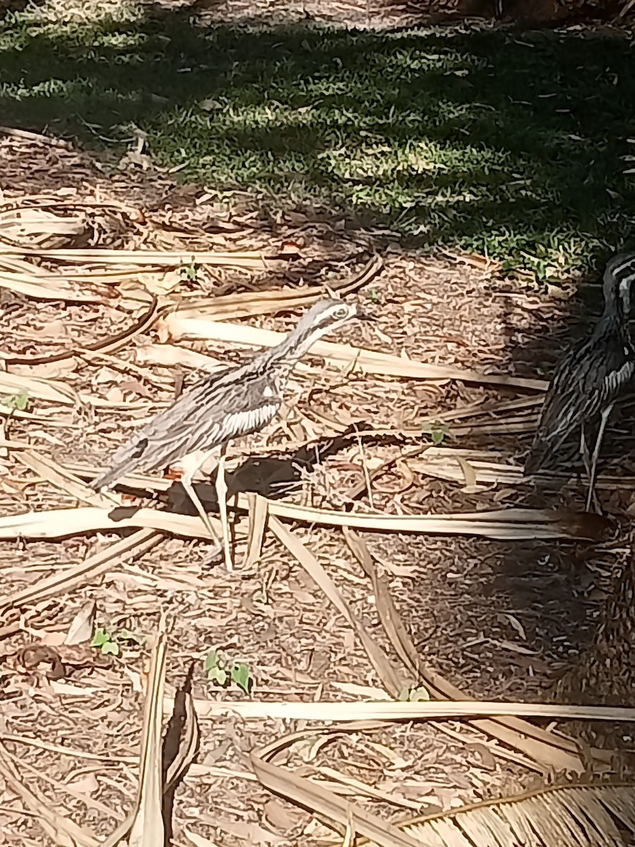 Bush Thick-knee - ML642937775