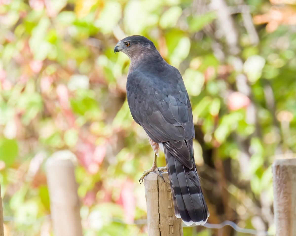 Cooper's Hawk - ML642937785