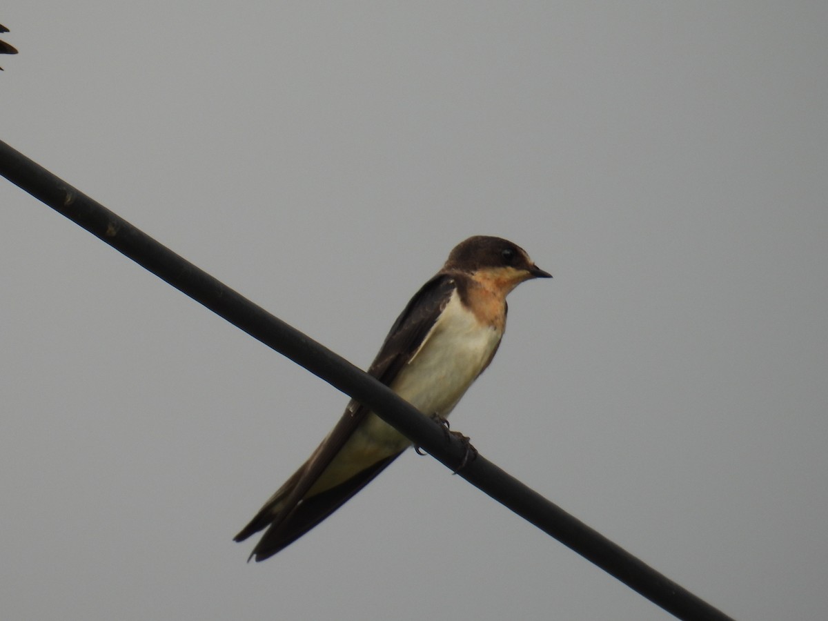 Southern Rough-winged Swallow - ML642937788
