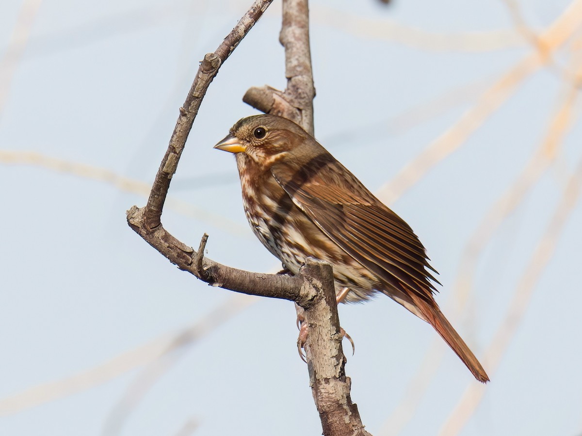 Fox Sparrow - ML642937824