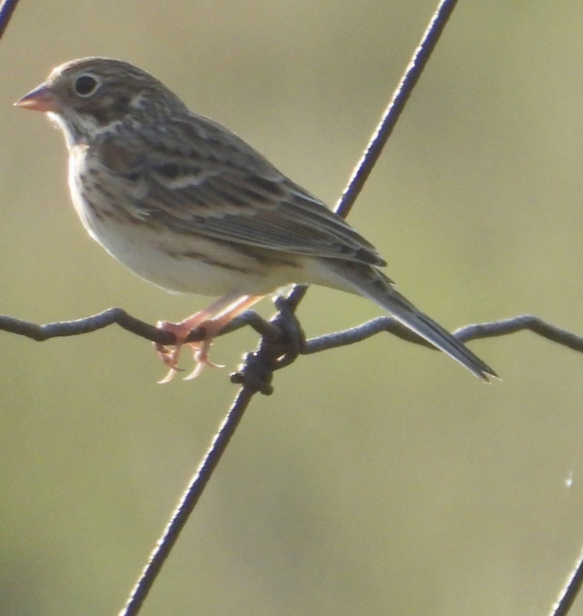 Vesper Sparrow - ML642937832