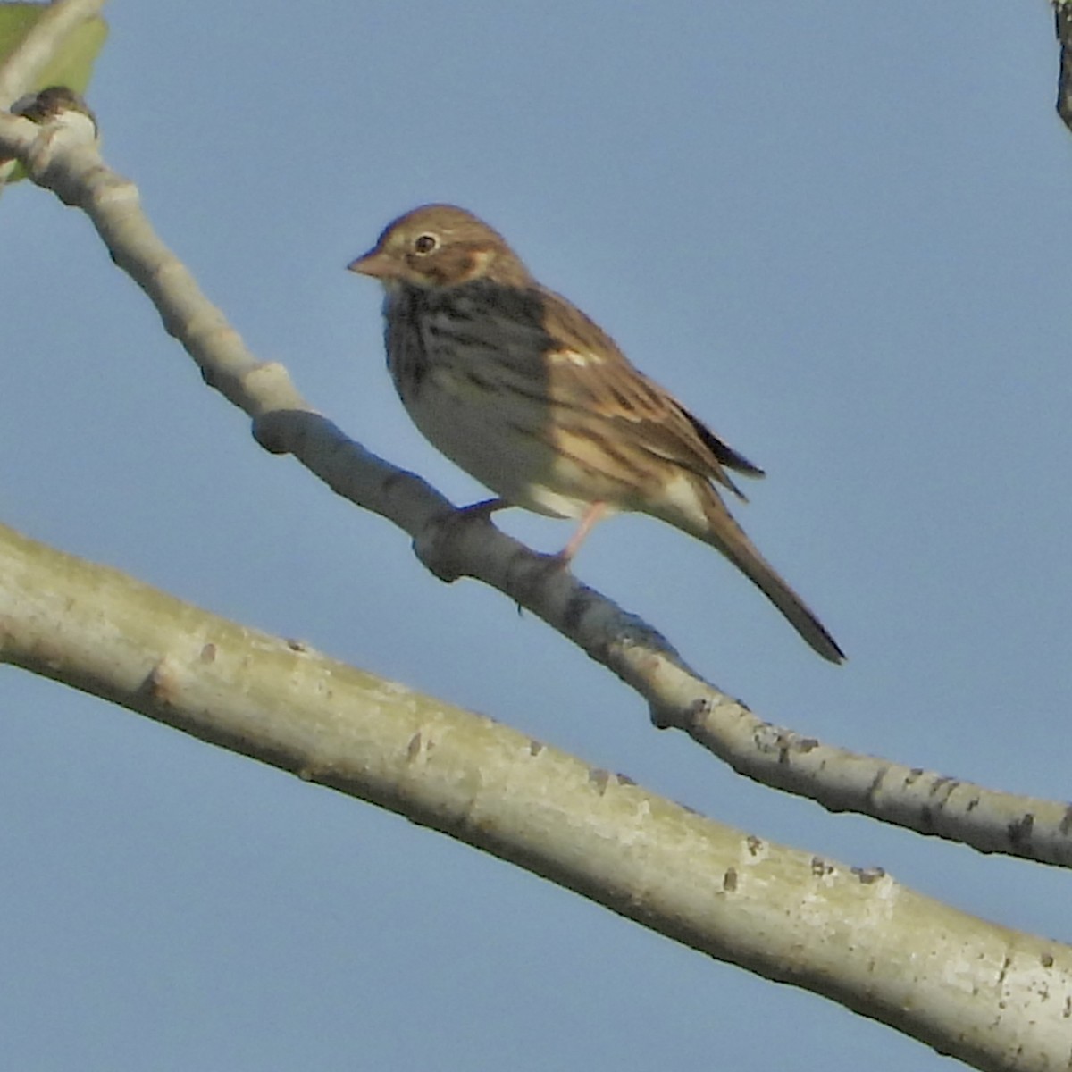 Vesper Sparrow - ML642937833