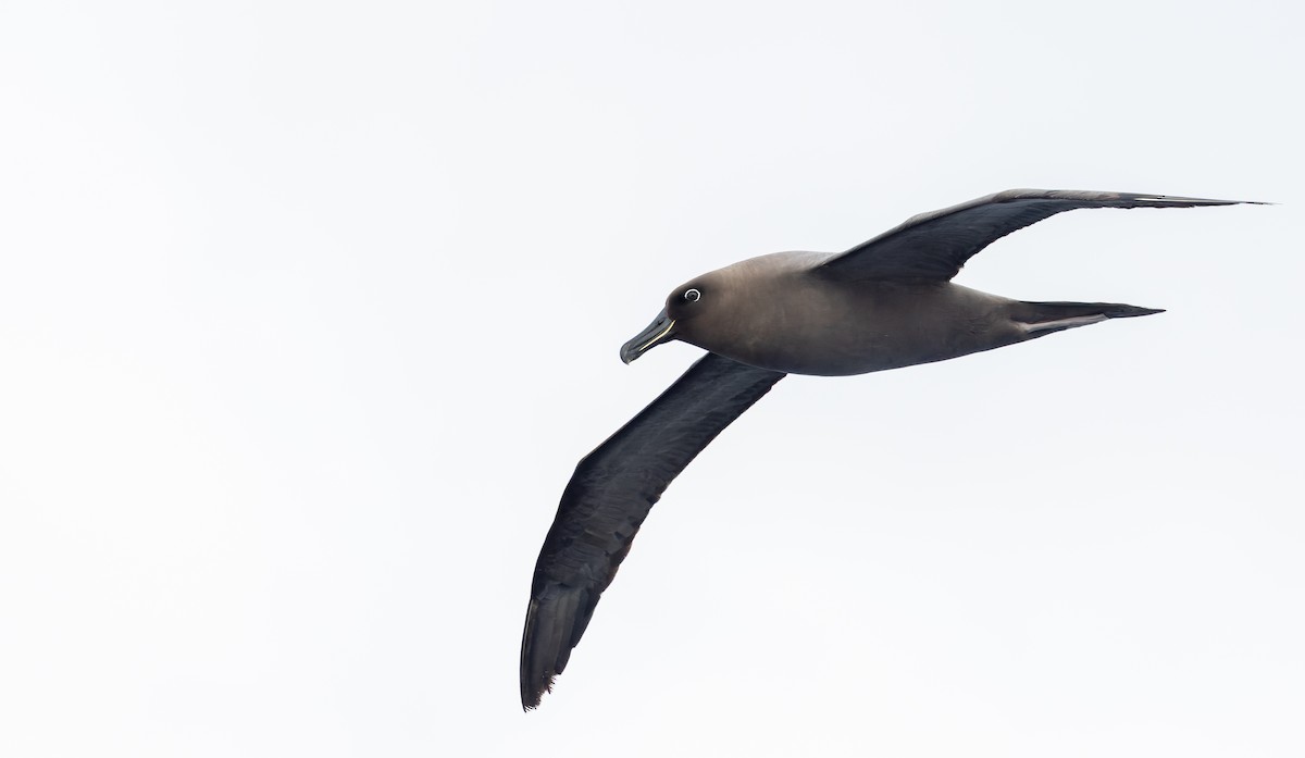 Sooty Albatross - ML642937845