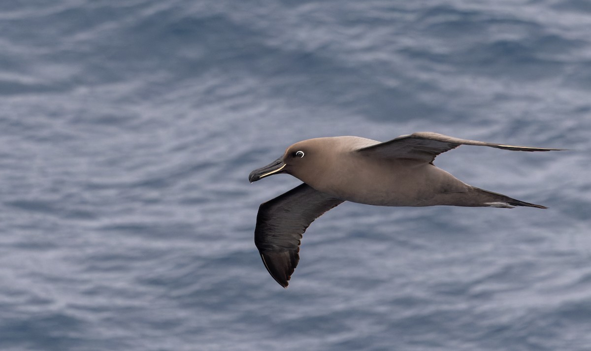 Sooty Albatross - ML642937846