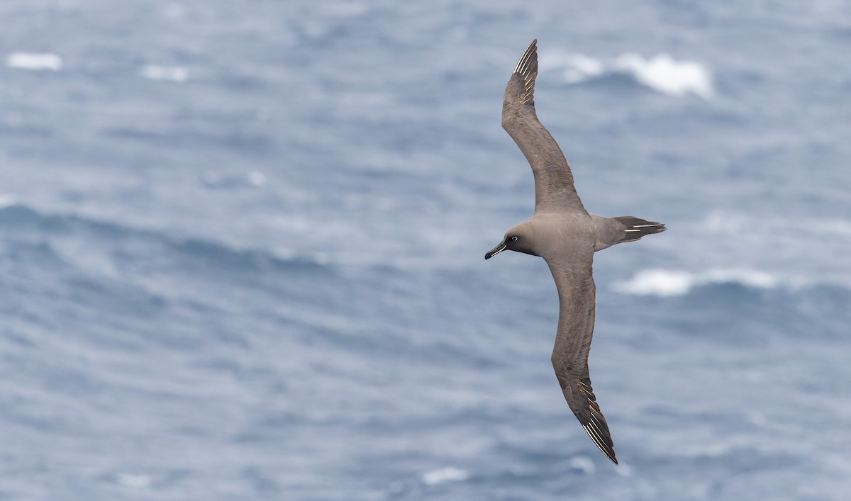 Sooty Albatross - ML642937847