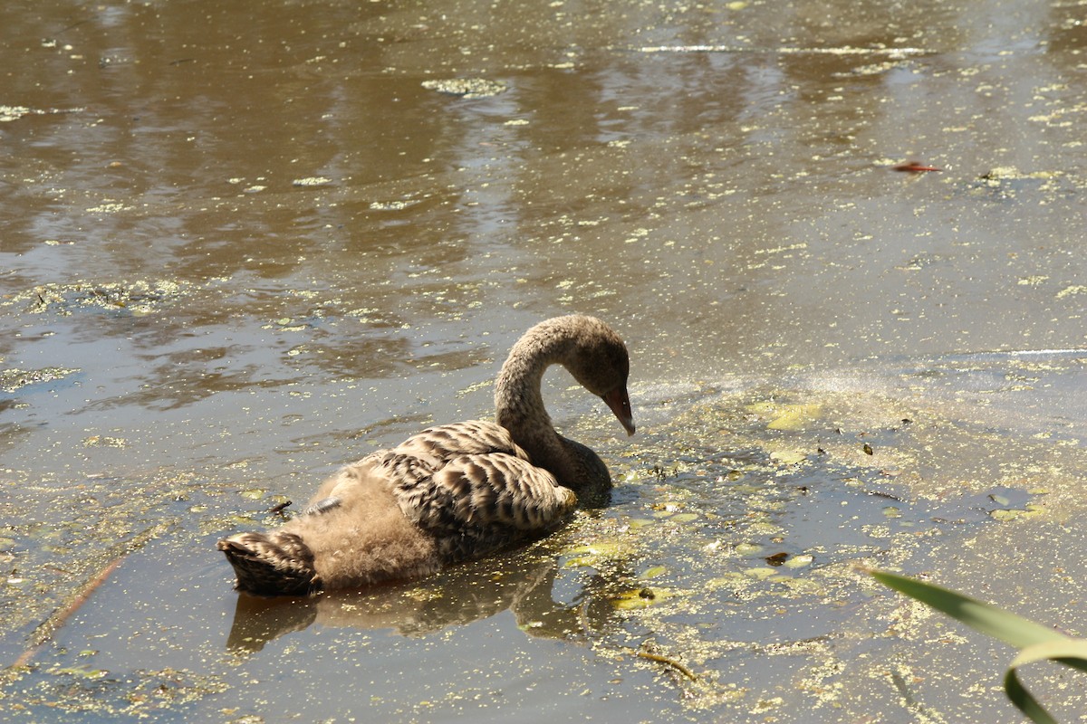 Black Swan - ML642937850