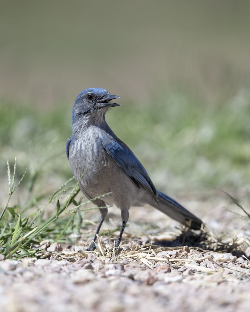 Woodhouse's Scrub-Jay - ML642937852