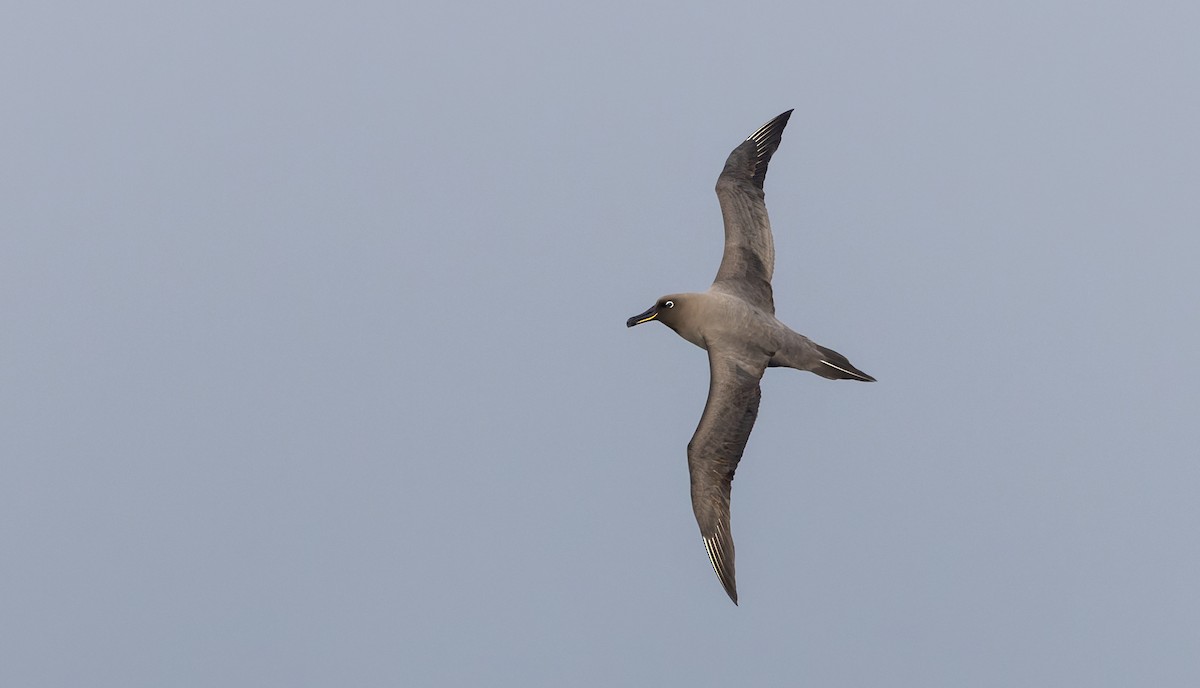 Sooty Albatross - ML642937853