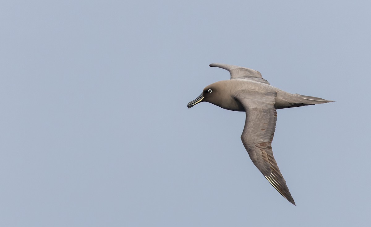Sooty Albatross - ML642937854