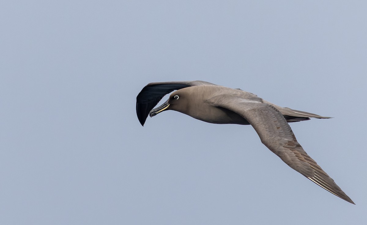 Sooty Albatross - ML642937855