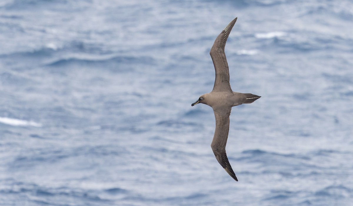 Sooty Albatross - ML642937856