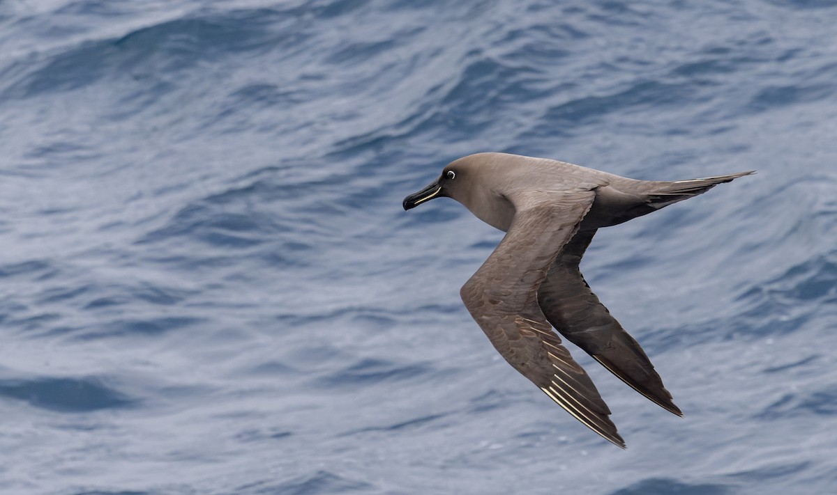 Sooty Albatross - ML642937857