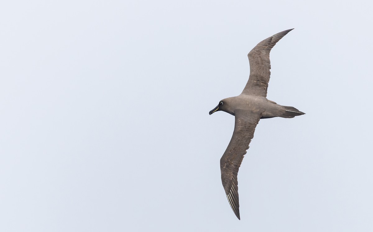 Sooty Albatross - ML642937858