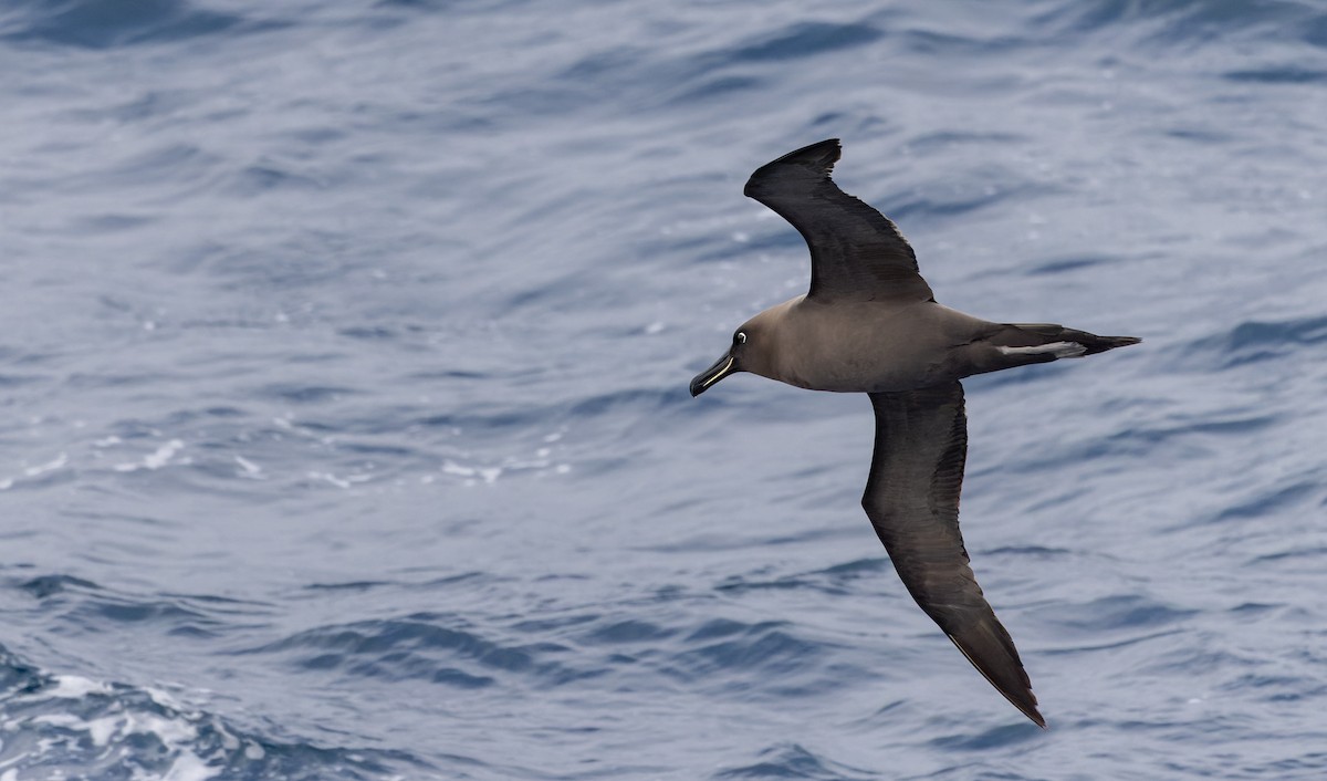 Sooty Albatross - ML642937859