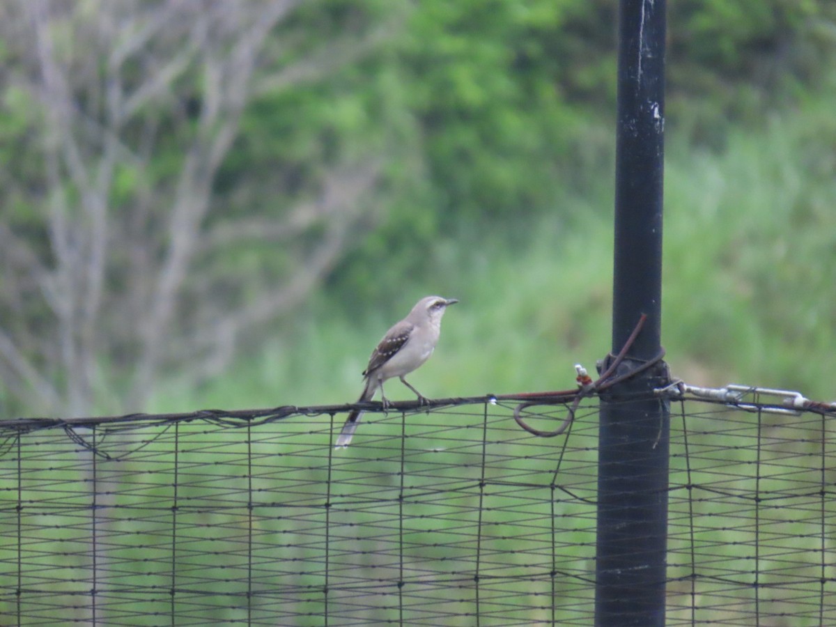 Tropical Mockingbird - ML642937865