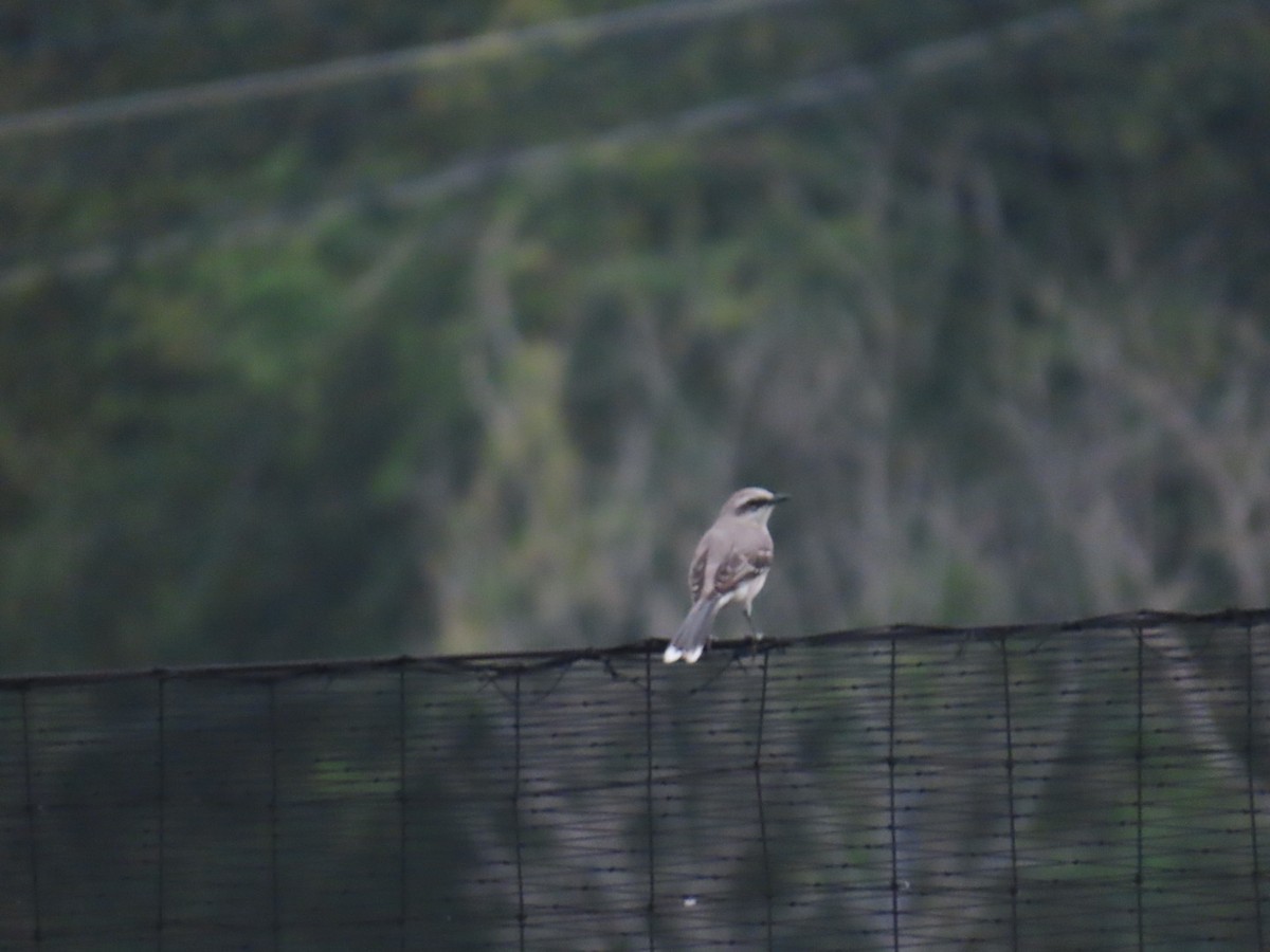 Tropical Mockingbird - ML642937867