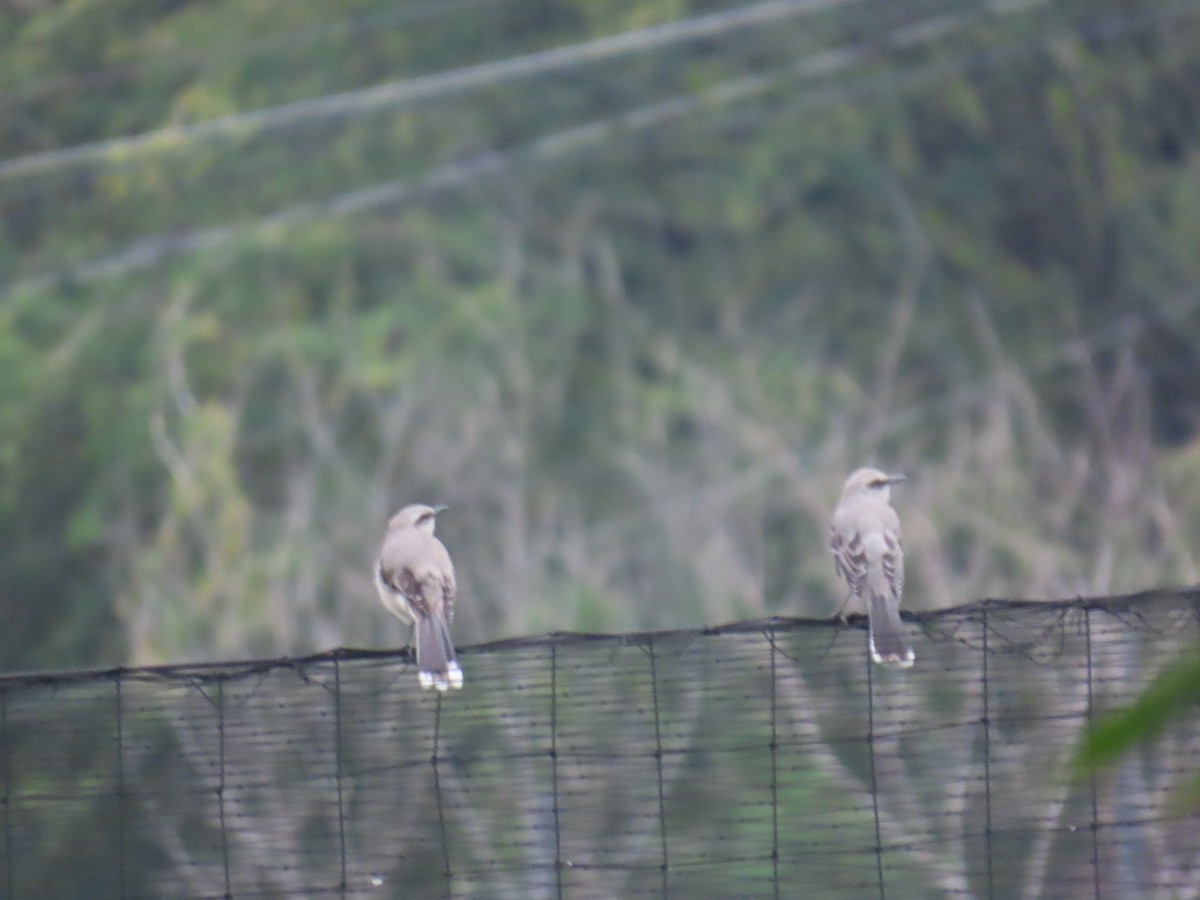Tropical Mockingbird - ML642937873