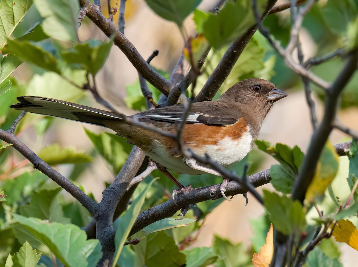Eastern Towhee - ML642937874