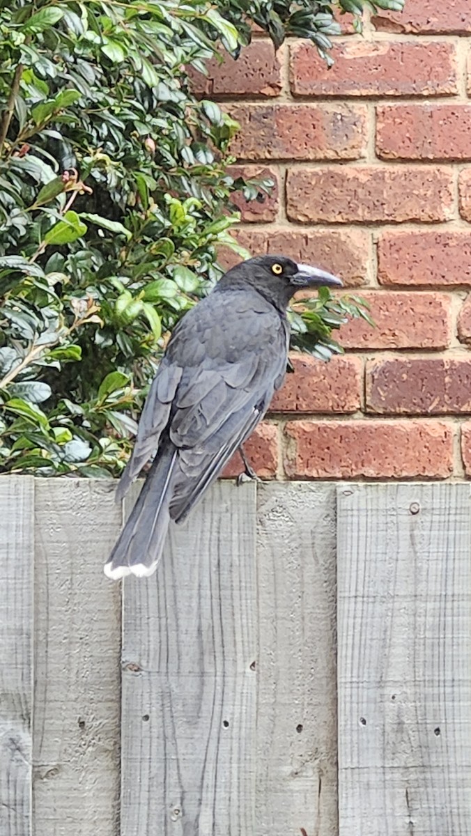 Gray Currawong - ML642937903