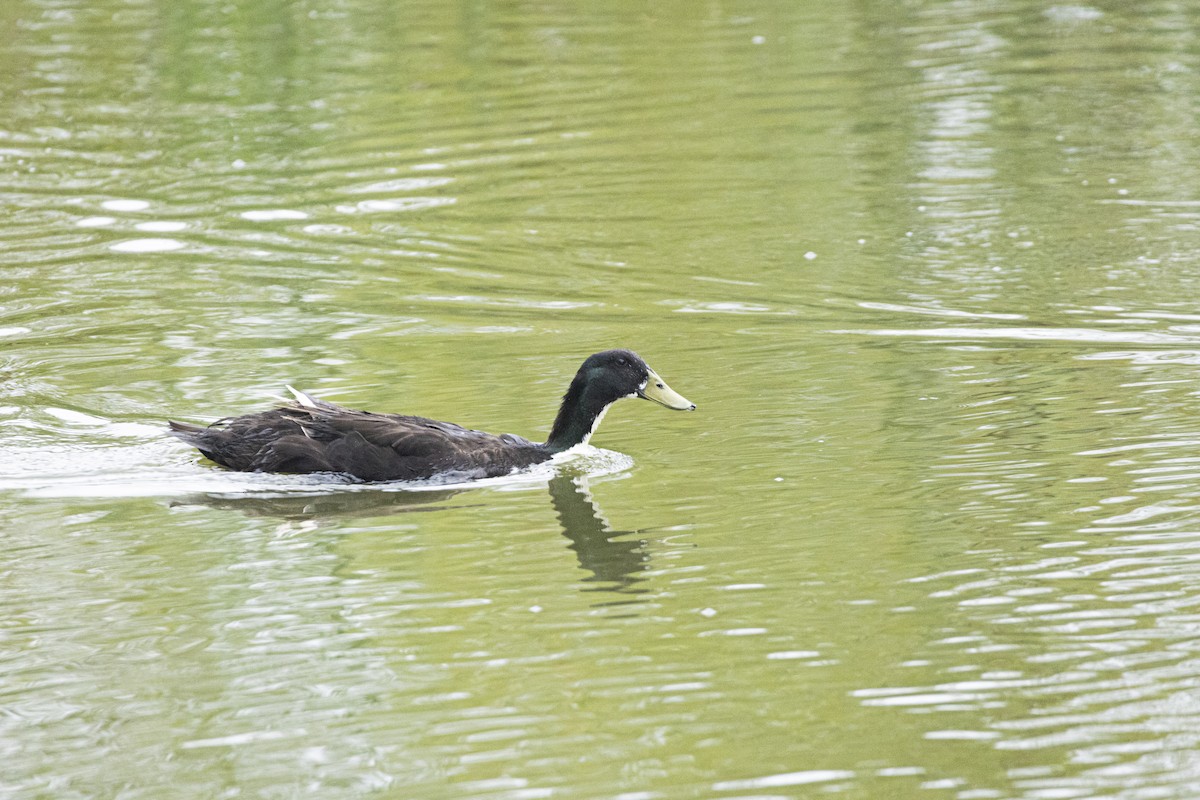 duck sp. - ML642937909