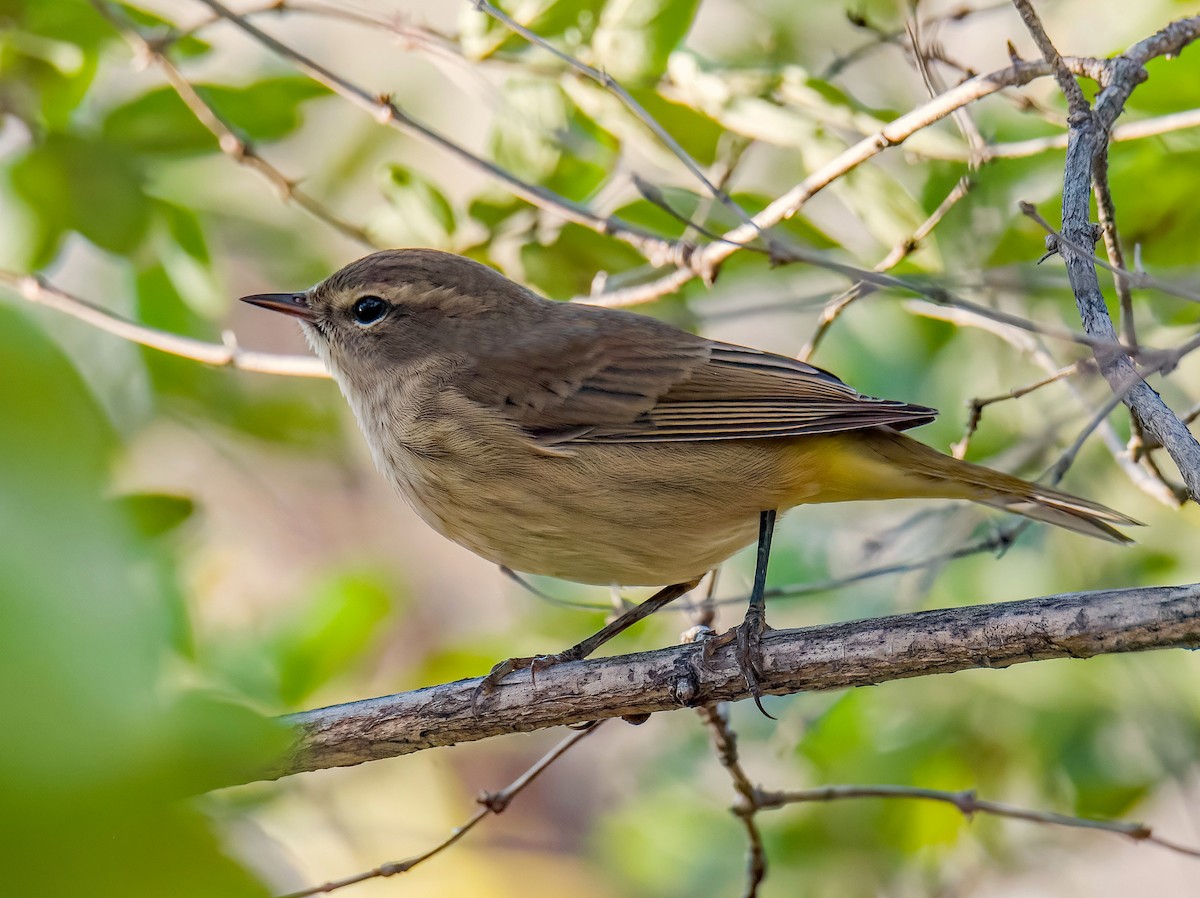 Palm Warbler - ML642937913