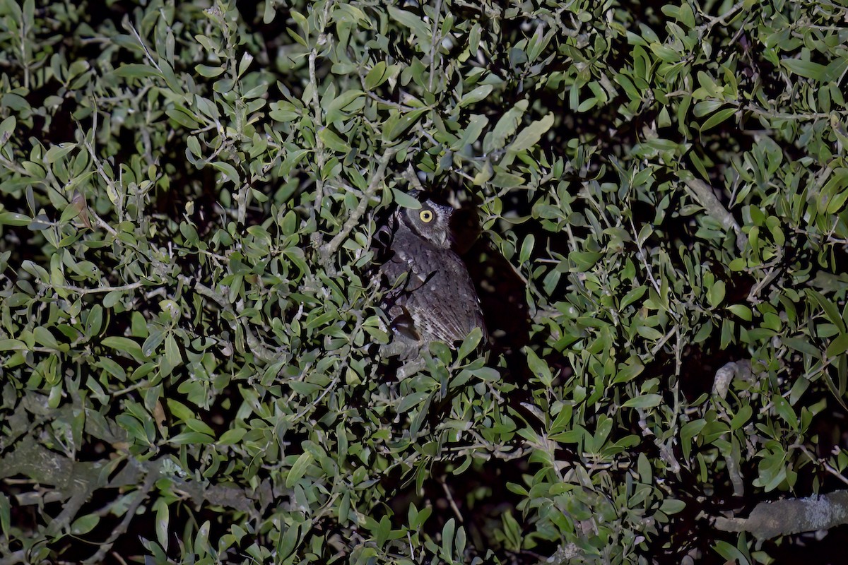 Tropical Screech-Owl - ML642937914