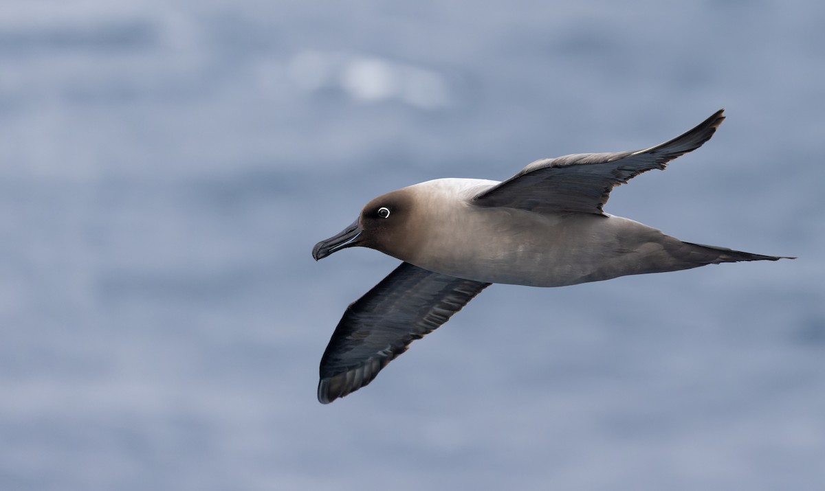 Graumantelalbatros - ML642937920