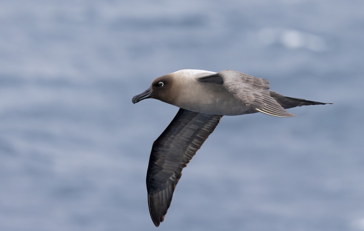 Graumantelalbatros - ML642937921