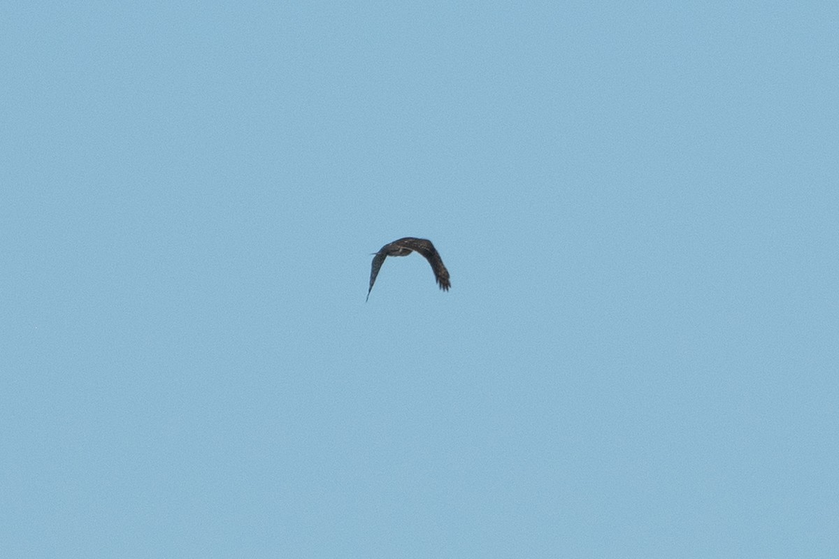 Épervier de Cooper - ML642937938