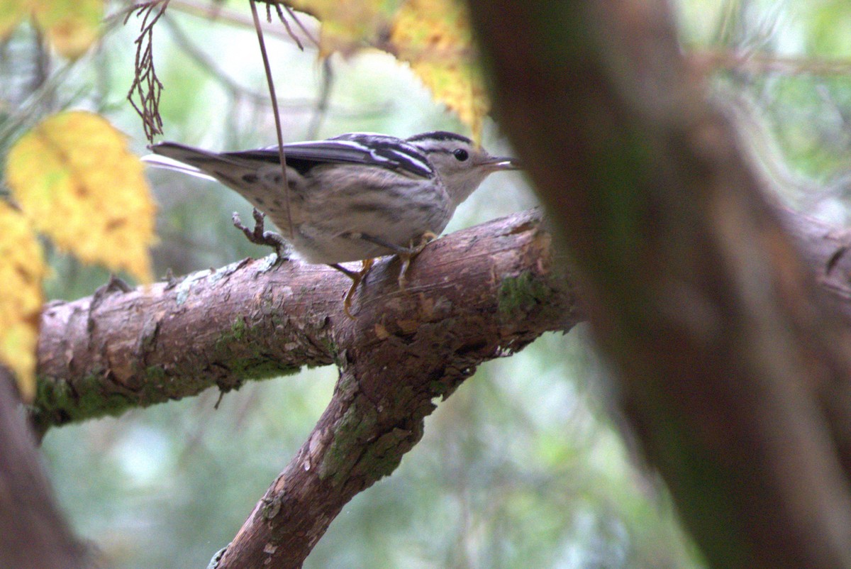 Black-and-white Warbler - ML642937958
