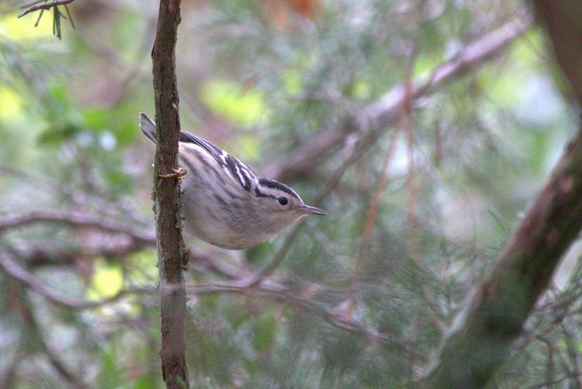 Black-and-white Warbler - ML642937959
