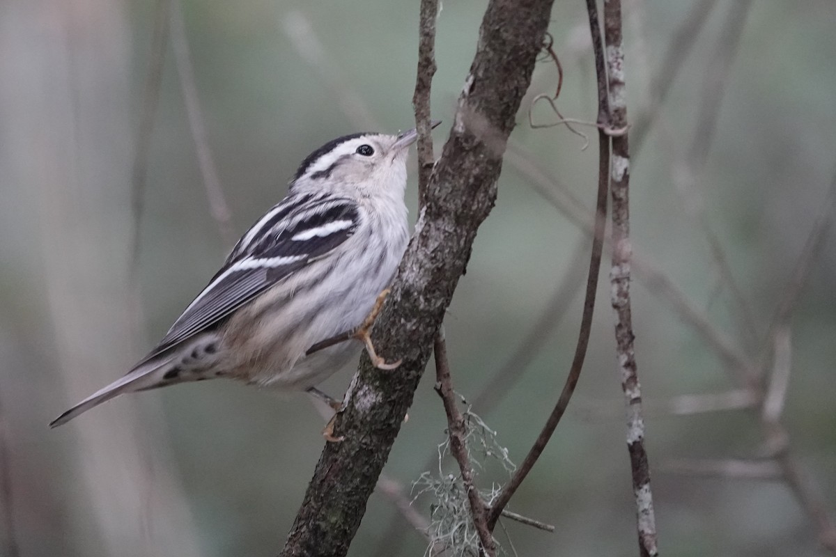 Black-and-white Warbler - ML642937960