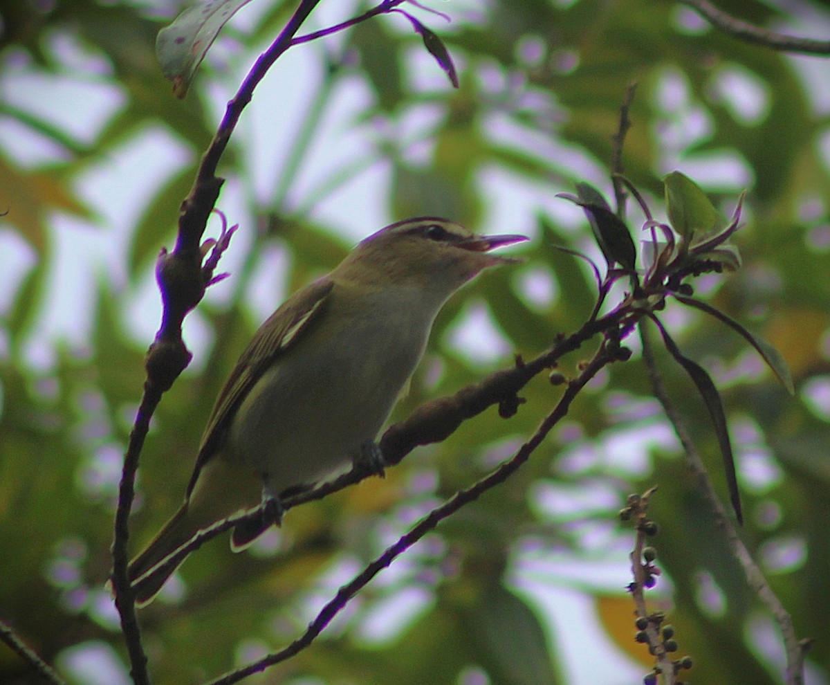 Chivi Vireo - ML642937969