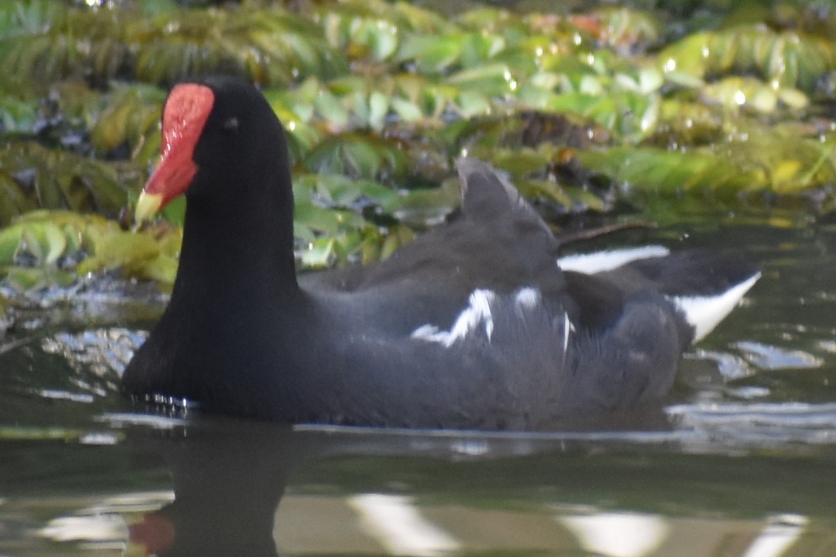 Common Gallinule - ML642937980