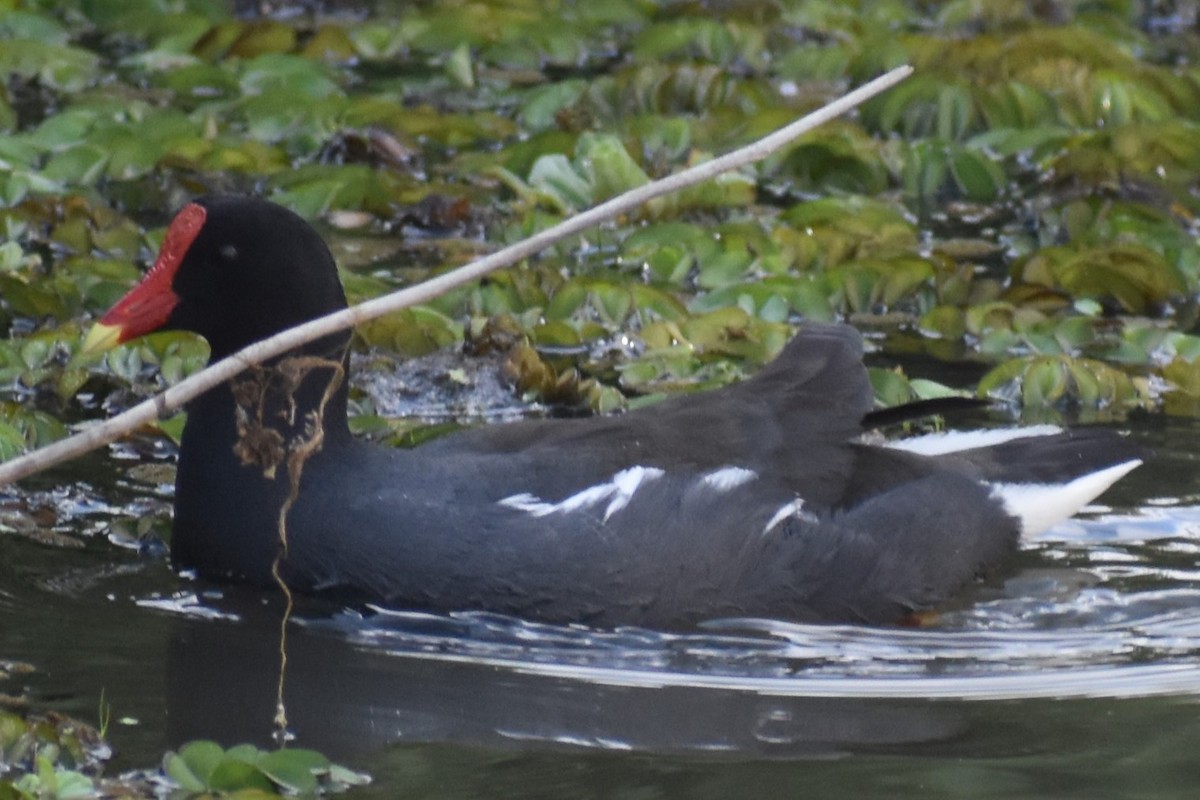 Common Gallinule - ML642937981